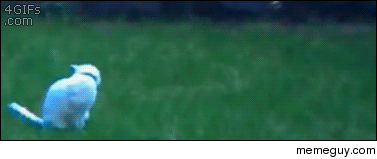 Ninja cat chases tail