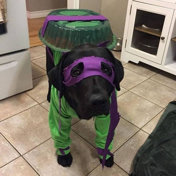 NINJA Dog - Lets save the Earth