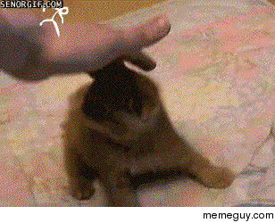 Ninja kitty