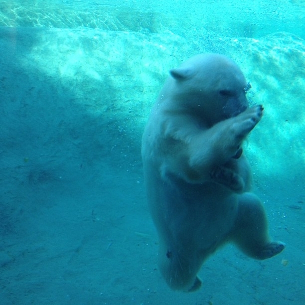 Ninja polar bear