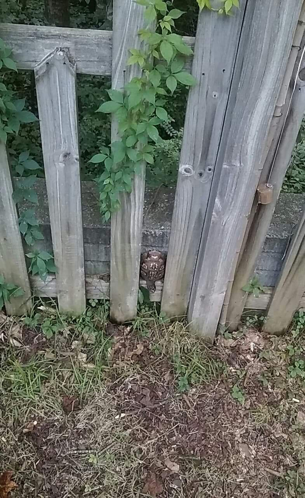 Ninja turtle enough to get on the wall not ninja enough to escape the deadly fence