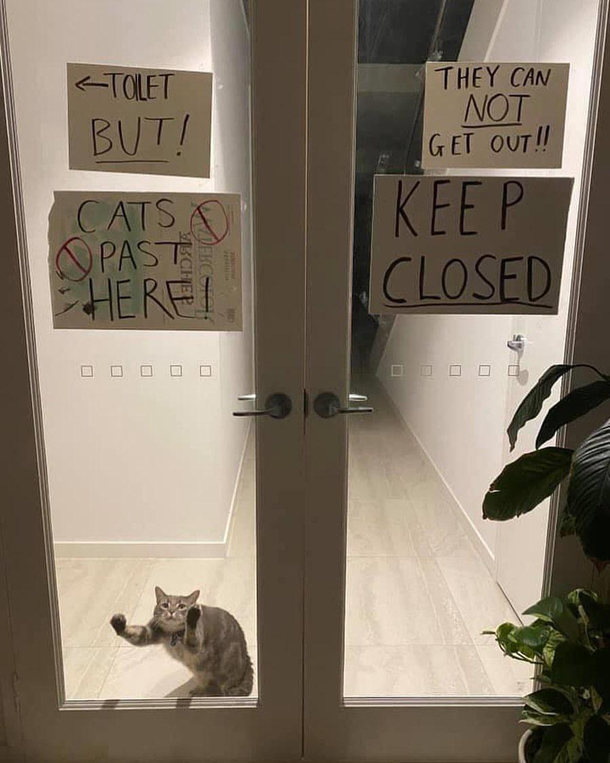 No cats past here