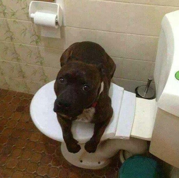 No I have not seen the catI have no idea what that noise is