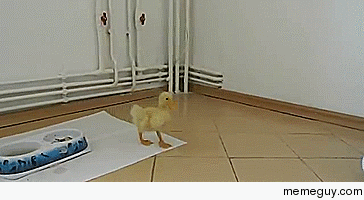 No more gifs until you finish all of your food 