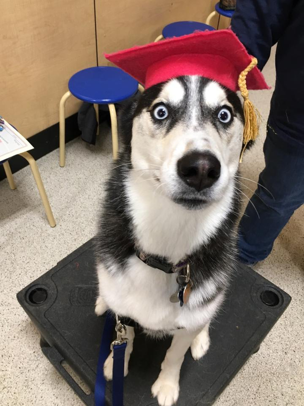 No one was more shocked than Sadie my daughters husky when she actual passed Obedience Class