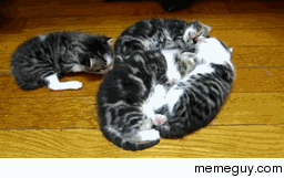 no room in the kittenpile