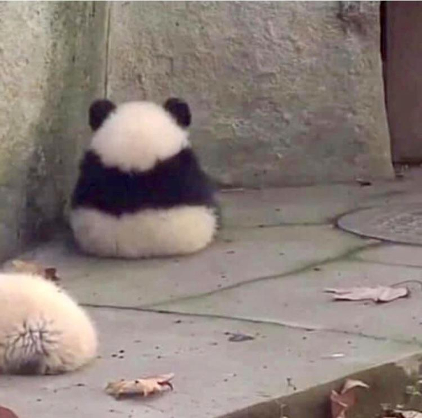 No talking to Chonks Am angry