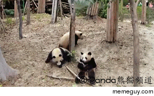 No wonder pandas are endangered Its so hard for them to get everything right so they mate then this happens