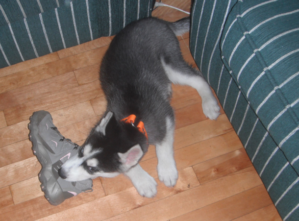 No you didnt just catch me chewing on a shoe Im just resting my head