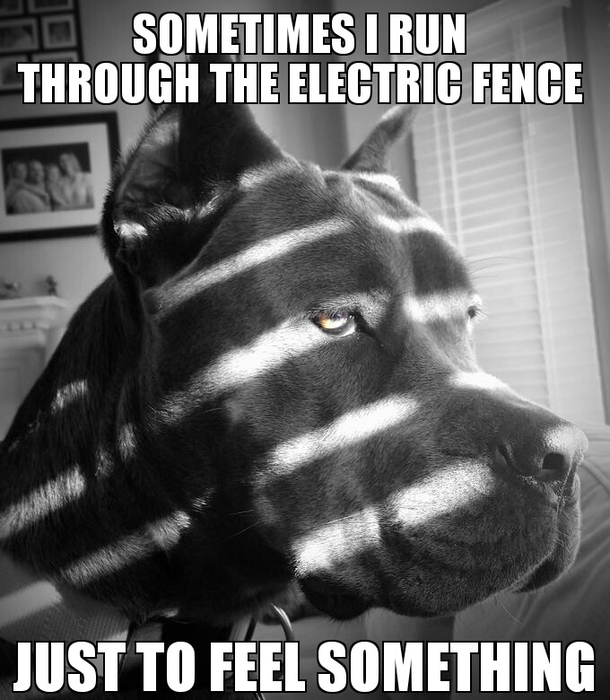 Noir Dog
