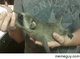 Nom Nom Nom 