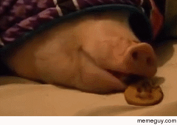Nom Nom Nom