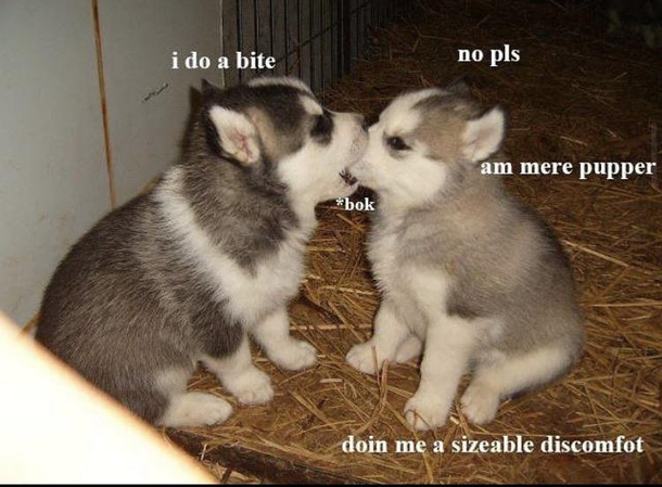 Nom nom nom
