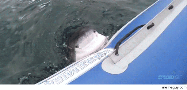 NOM NOM SHARK EAT BOAT
