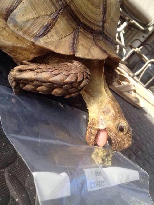Nooo Sam thats not lettuce