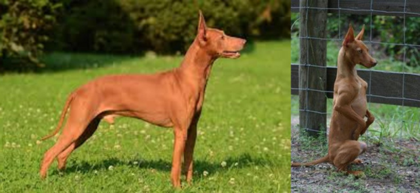 Normal dog vs a dog who was raised by kangaroos