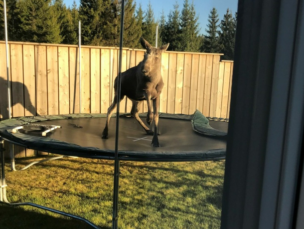 Norwegian elk having fun