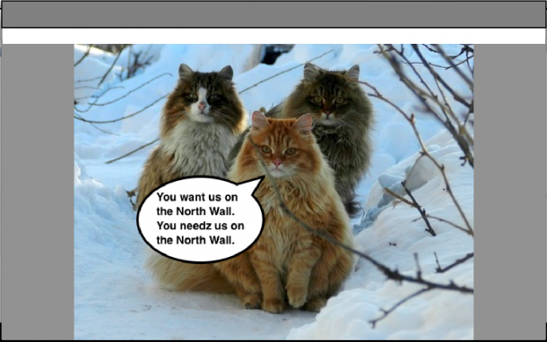 Norwegian Forest Cats 