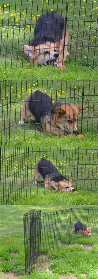 Not a very smart dog
