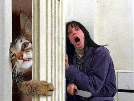 Not all of us like cats