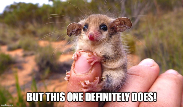 Not every Australian animal wants you dead