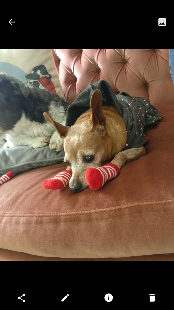 Not impressed with her new socks