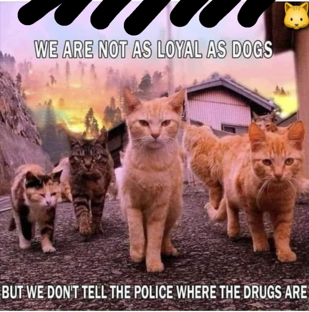 Not like Dogs but no less either
