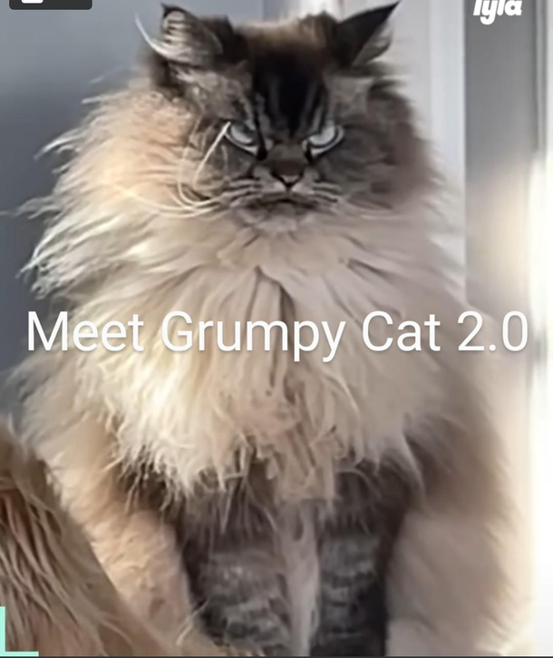 not my cat