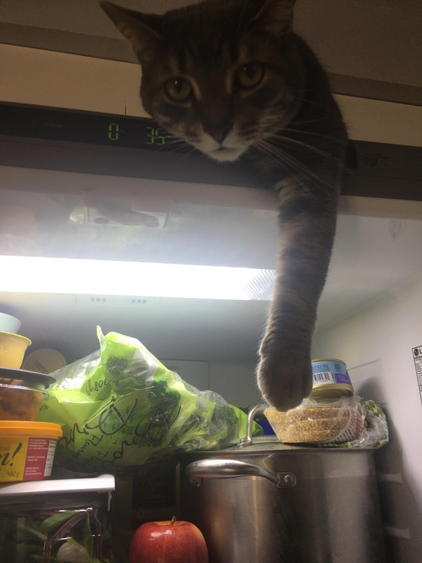 Not so sneaky there little kitty