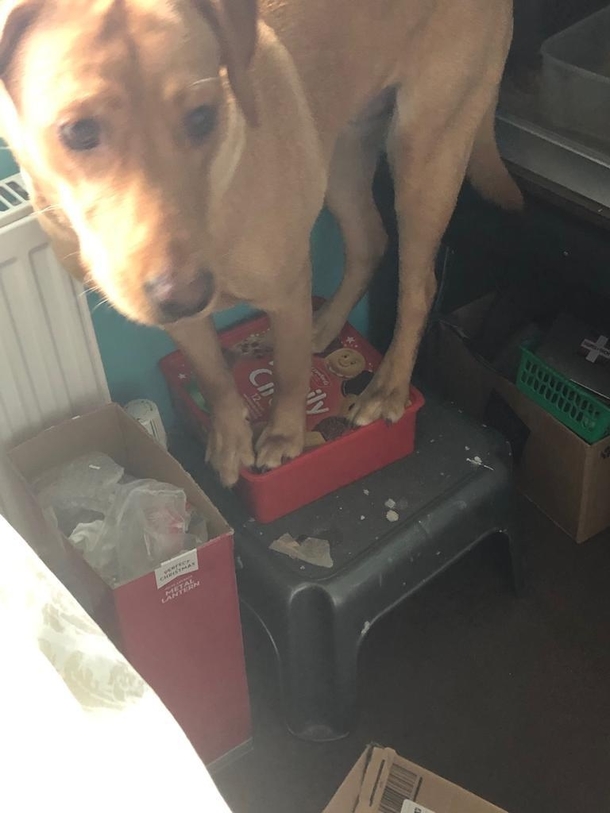 Not sure if my Mum bought a dog or a goat