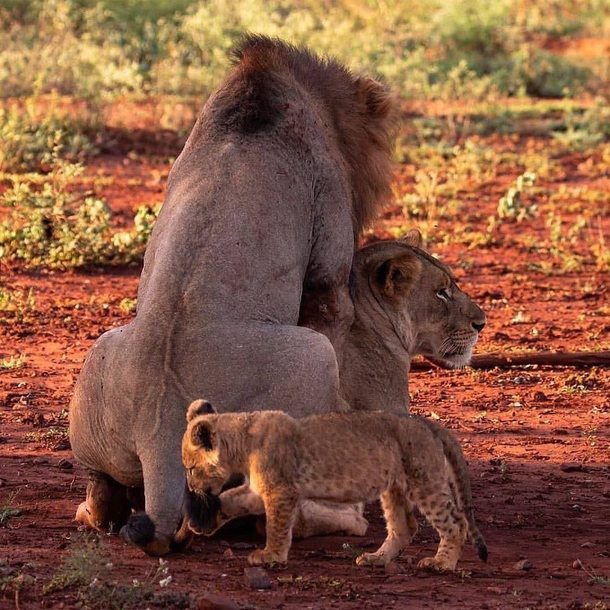Not the best time to be playing with moms tail