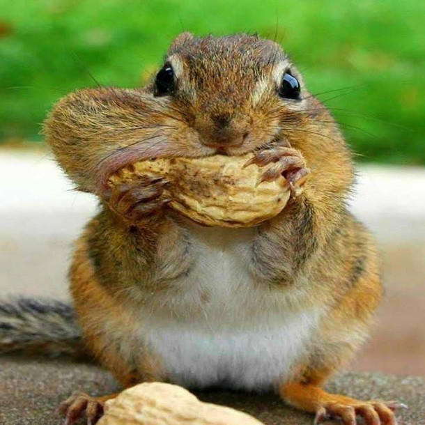 Not the big ball squirrel but he does have a couple nuts in his mouth
