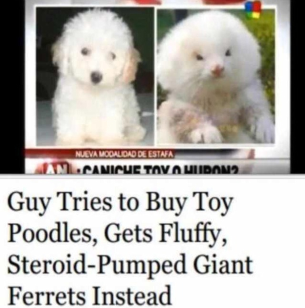 Not the dog Im looking for