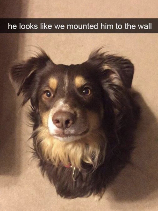 Note to self Dont take a dog to a taxidermist