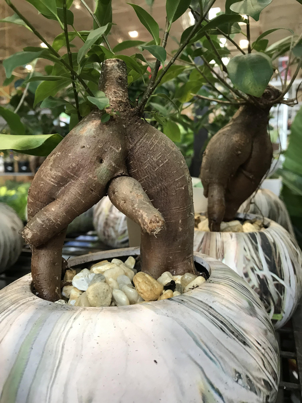 Nothing to see here folks just a couple Palms