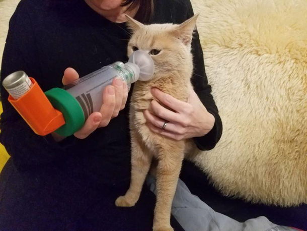 Nothing to see here Im just pumping up my cat