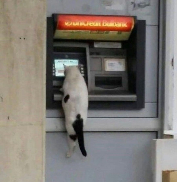 Nothing to see here just making depawsit