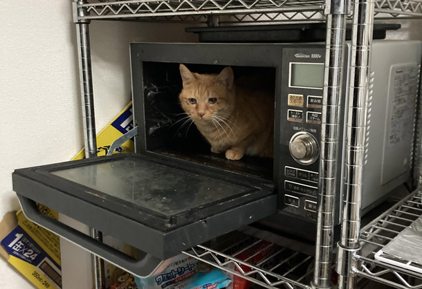 Now I know why theres a house rule Always close the microwave door