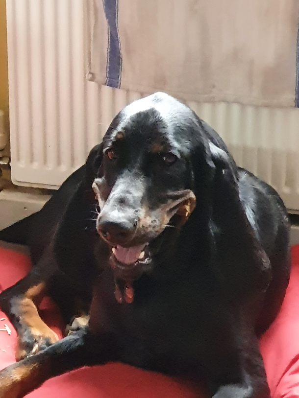 Now Im always smiling   my dog enjoying his first dentastick 