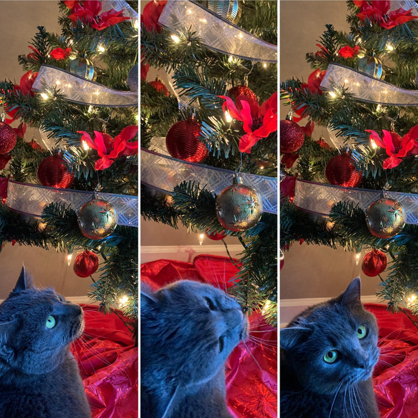 Now that shes tasted tree flesh its all over