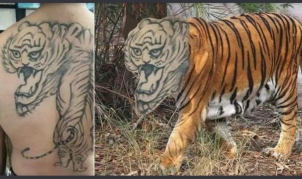 Now thats a scary tiger