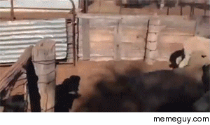 Now thats a sheep dog