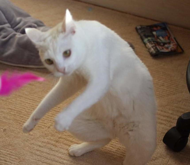 Now watch me whip