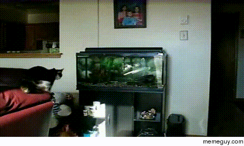 Nows my chance the human is gone