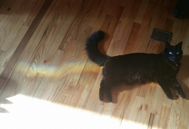 Nyan Cat