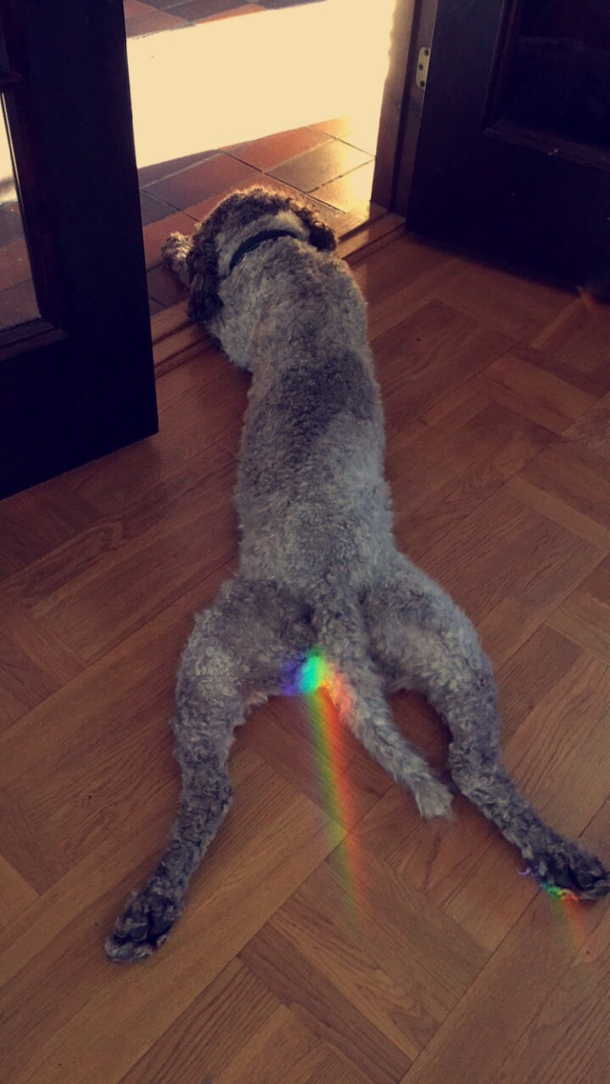 Nyan dog