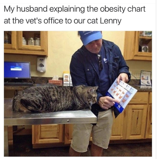 Obese cat reading an obesity chart