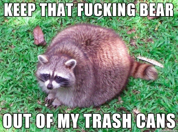 Obese raccoon doesnt like competition