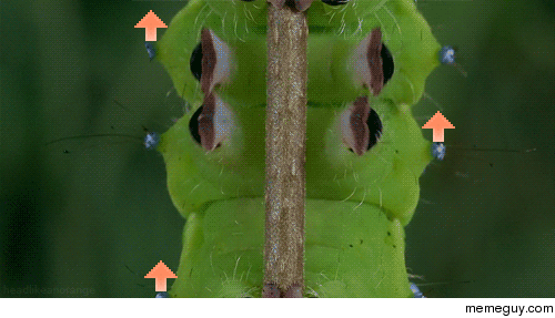 OC for my cake day climb to the top my friend