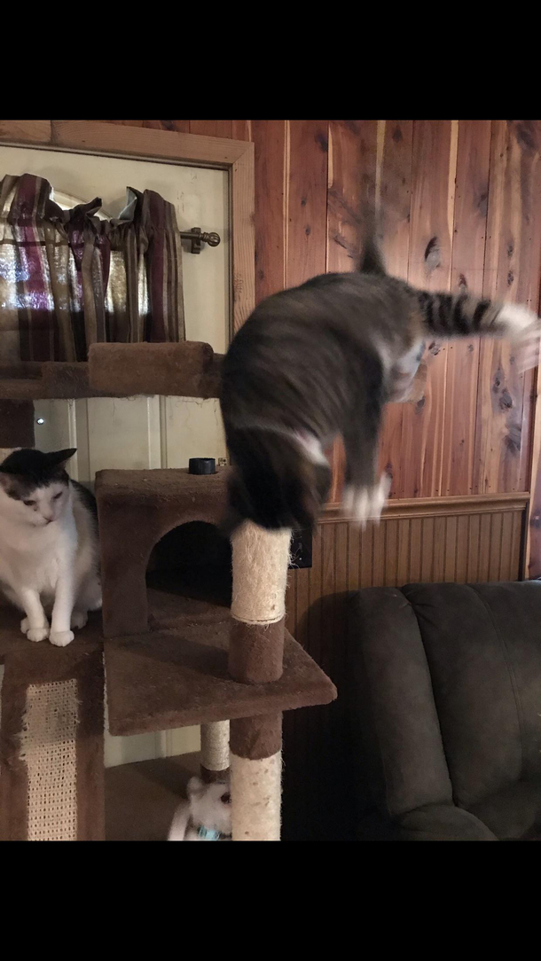 OC I caught a pic of the moment my cat rolled off her tower